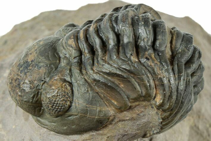 Reedops Trilobite Fossil - Atchana, Morocco #312347